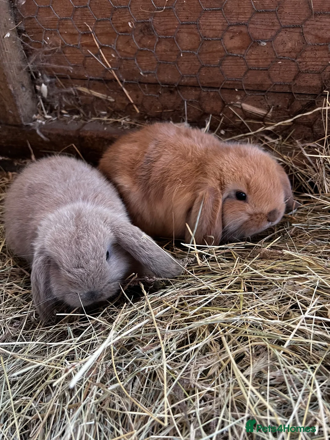 Mini Lop rabbits for sale: Baby mini lops rabbits  - Advert 1