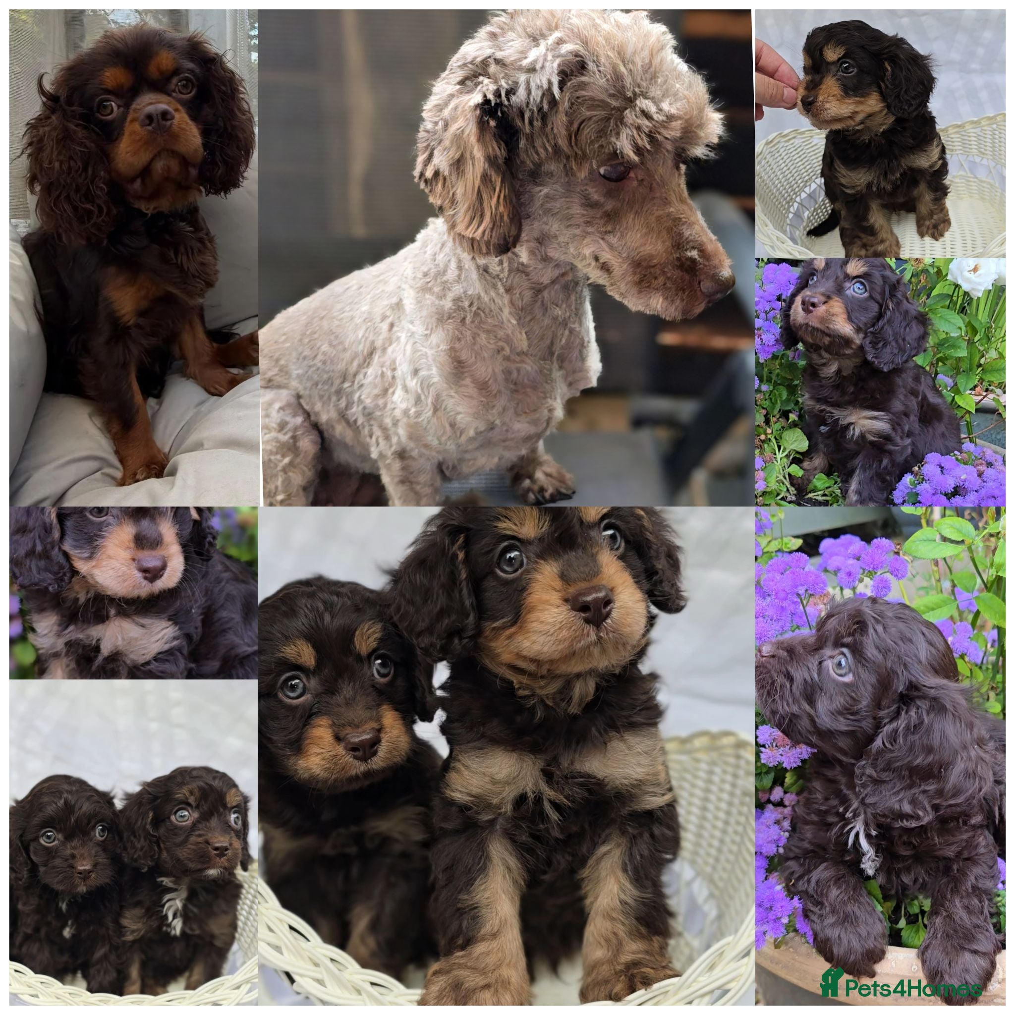 Cavapoo dogs F1 dark Chocolate/Tan Mini Cavapoo puppies  - Advert 13