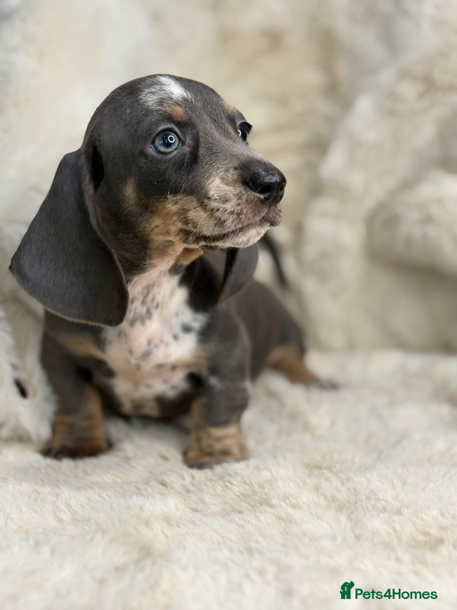Miniature Dachshund dogs Stunning mini smooth dachshund puppies  - Advert 1