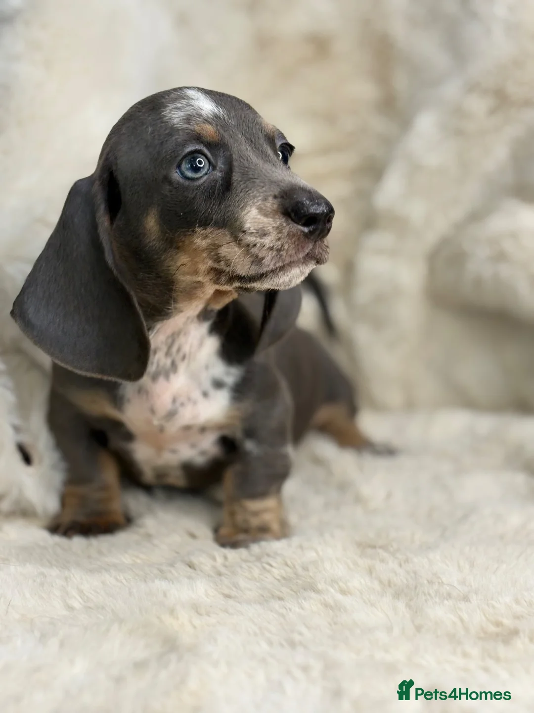 Miniature Dachshund dogs for sale: Stunning mini smooth dachshund puppies  - Advert 1
