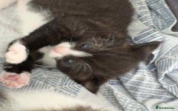 British Shorthair cats for sale: 2 kittens for sale  - Image 5