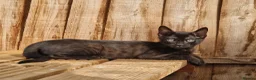 Mixed Breed cats for sale: Beautiful 3/4 Bengal, 1/4 Siamese kittens  - Advert 25