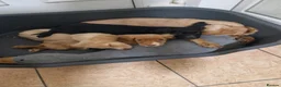 Cocker Spaniel dogs for sale: 2 female cocker spaniels - Advert 3