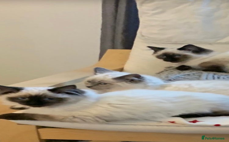 Ragdoll cats - Advert 15