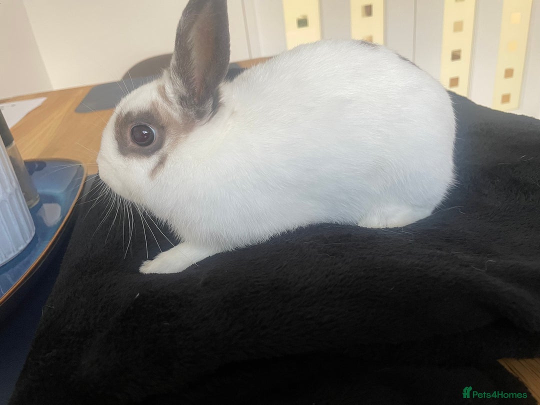 Netherland Dwarf rabbits for sale: Girl rabbits  - Image 6