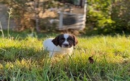 English Springer Spaniel dogs for sale: Beautiful Springer Dog - Image 1