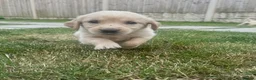 Golden Retriever dogs for sale: Quality golden retrievers  - Advert 18