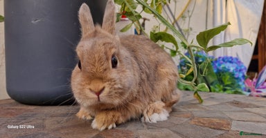 Netherland Dwarf rabbits - Advert 16