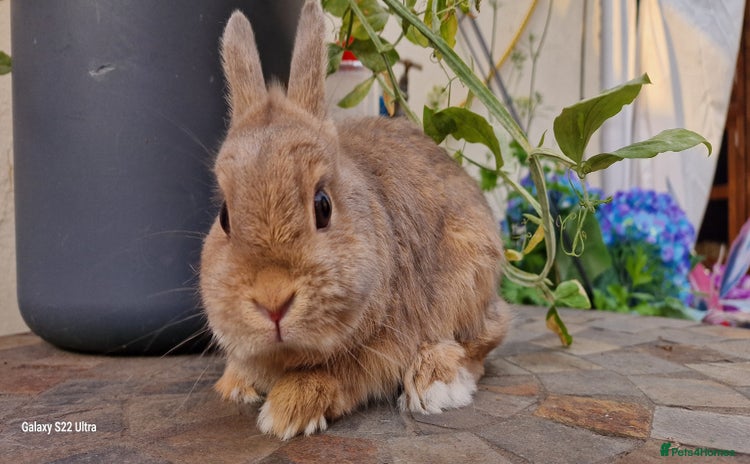 Netherland Dwarf rabbits - Advert 5