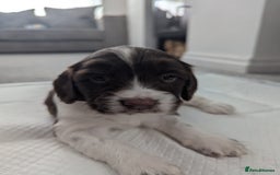English Springer Spaniel dogs for sale: KC registered, Springer spaniel puppies  - Image 12