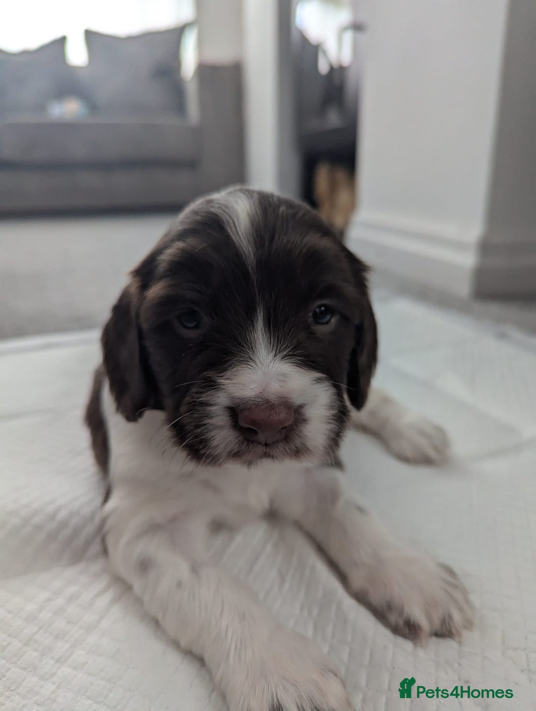 English Springer Spaniel dogs for sale: KC registered, Springer spaniel puppies  - Image 12