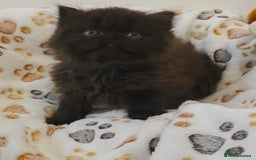 Persian cats for sale: Stunning Persian kittens ready 21st August - Image 6