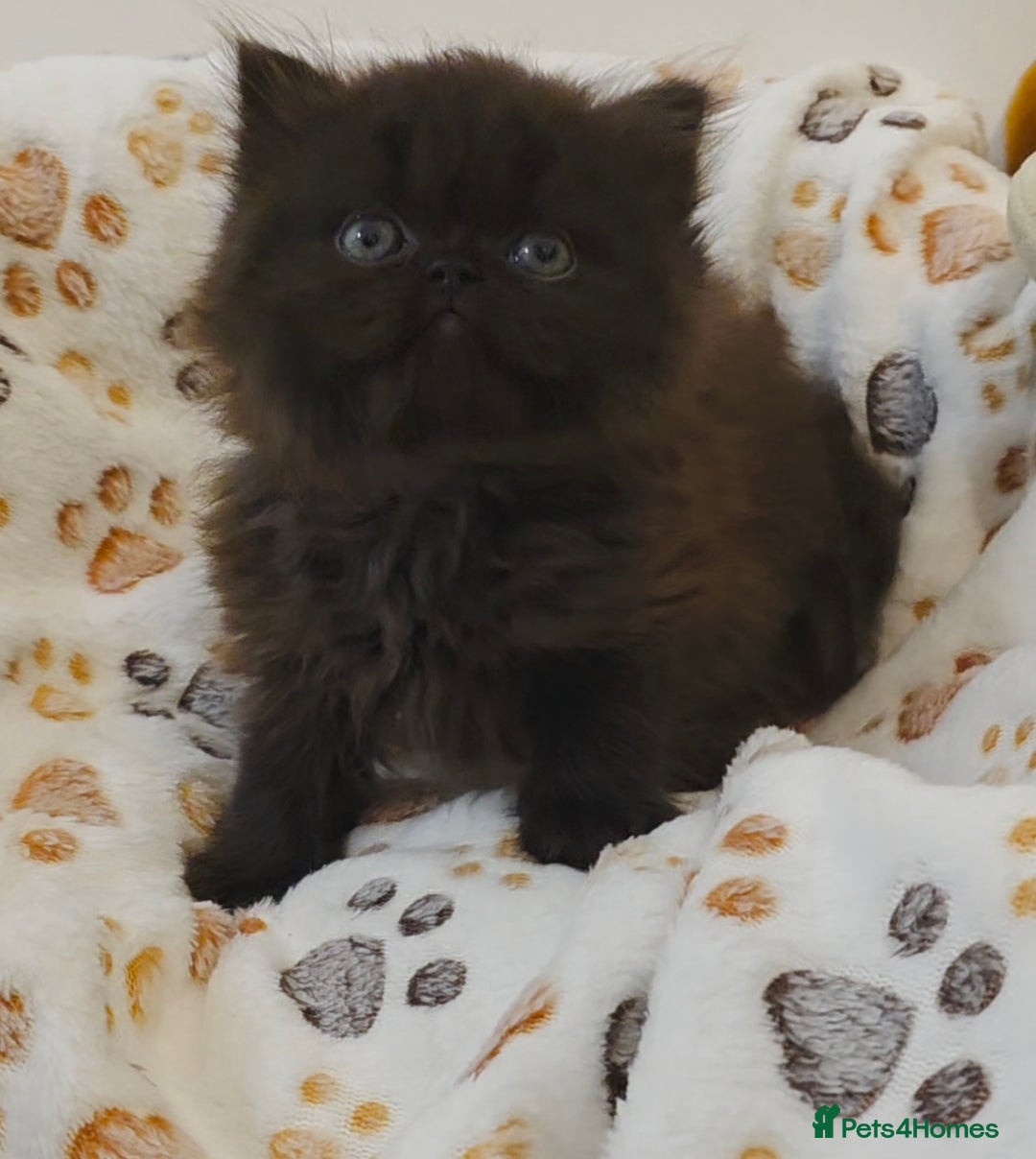 Persian cats for sale: Stunning Persian kittens ready 21st August - Image 6