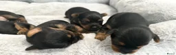 Yorkshire Terrier dogs for sale: ❤️ Gorgeous Miniature Yorkshire Terriers  - Advert 3