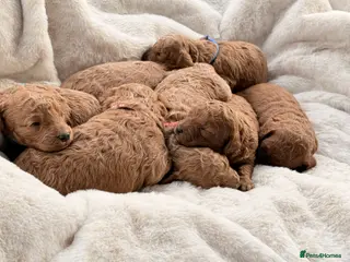 Cockapoo dogs Toy cockapoo - Advert 7