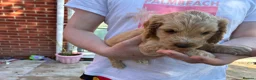 Cockapoo dogs for sale: 6 Gorgeous F1 Cockapoo puppies!!  - Advert 23