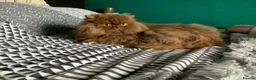 British Longhair cats for sale: British long hair adults  - Advert 4