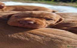 Hungarian Vizsla dogs for sale: Hungarian vizsla  - Image 6