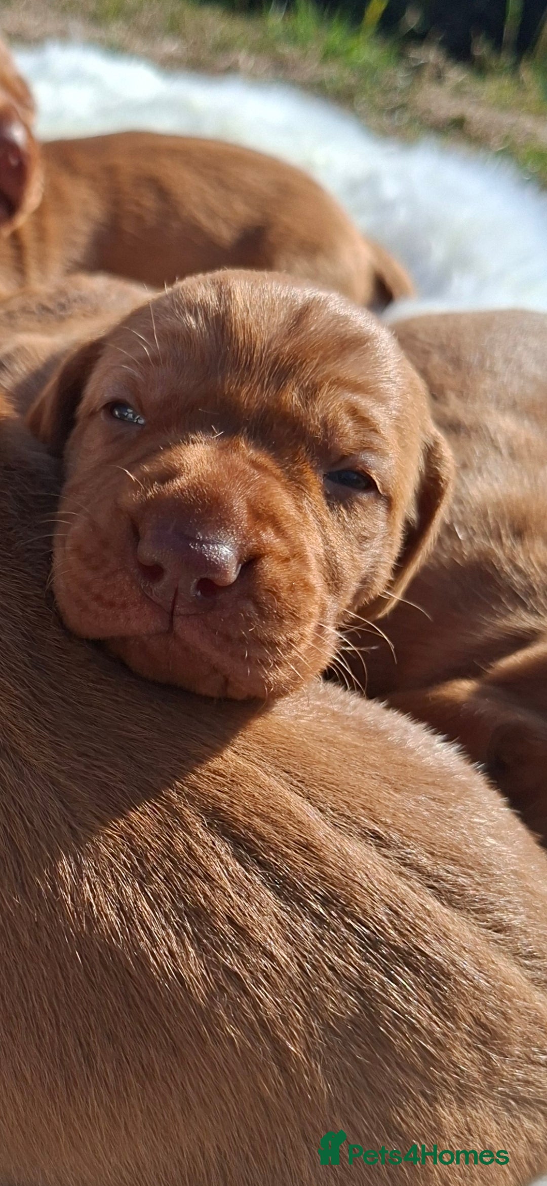 Hungarian Vizsla dogs for sale: Hungarian vizsla  - Image 6