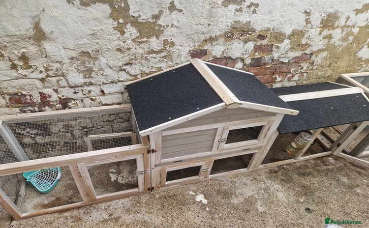 German Lop rabbits - Advert 2