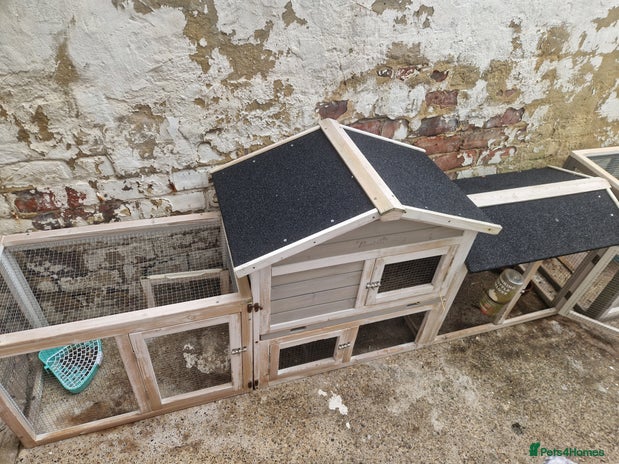 German Lop rabbits - Advert 2