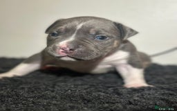 Mixed Breed dogs for sale: STUNNING!!! Staffy Cross Puppies!!! - Image 12