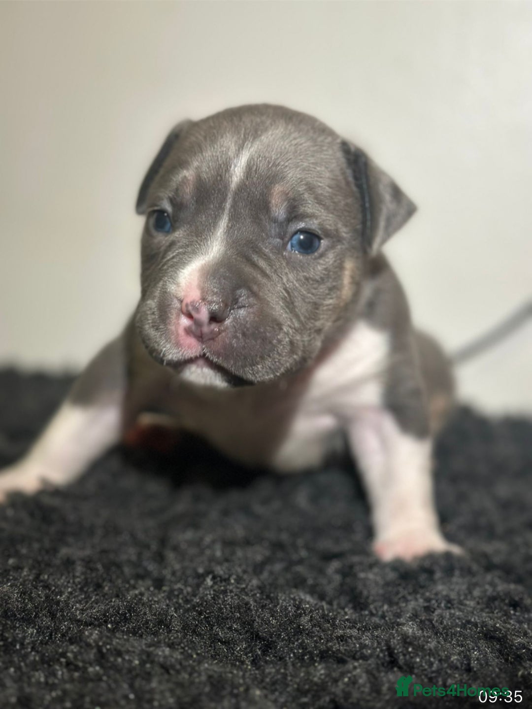 Mixed Breed dogs for sale: STUNNING!!! Staffy Cross Puppies!!! - Image 12