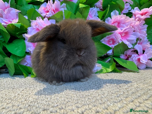 Mini Lop rabbits - Advert 1