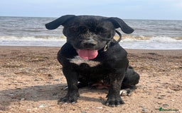 Mixed Breed dogs for sale: Shadow cane corso x labrador  - Image 3