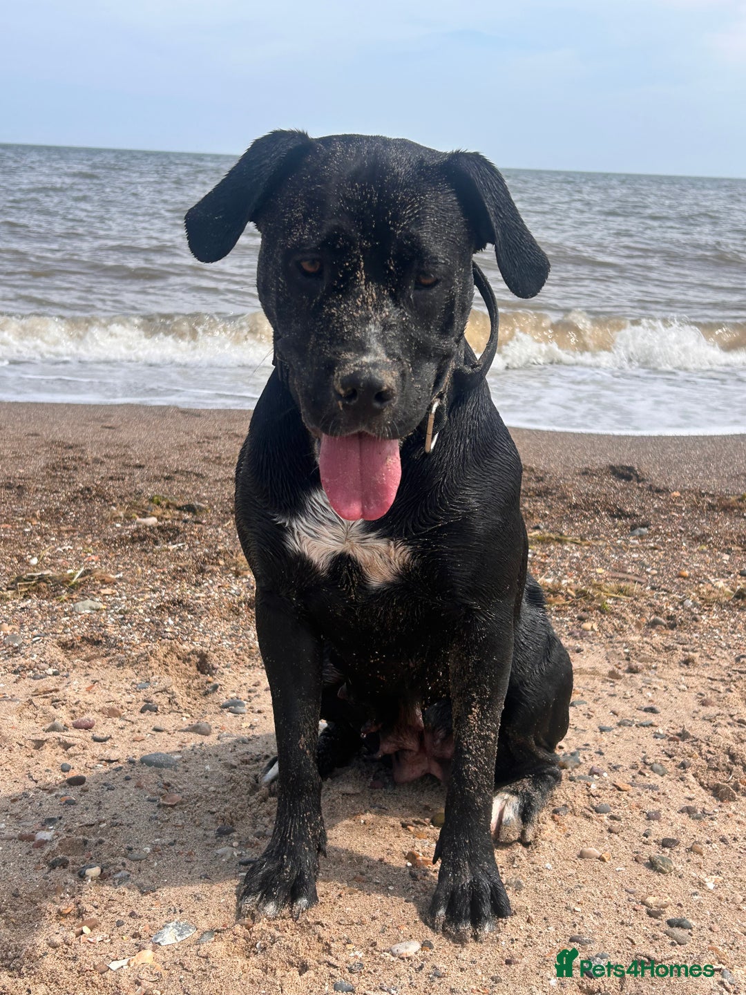 Mixed Breed dogs for sale: Shadow cane corso x labrador  - Image 3