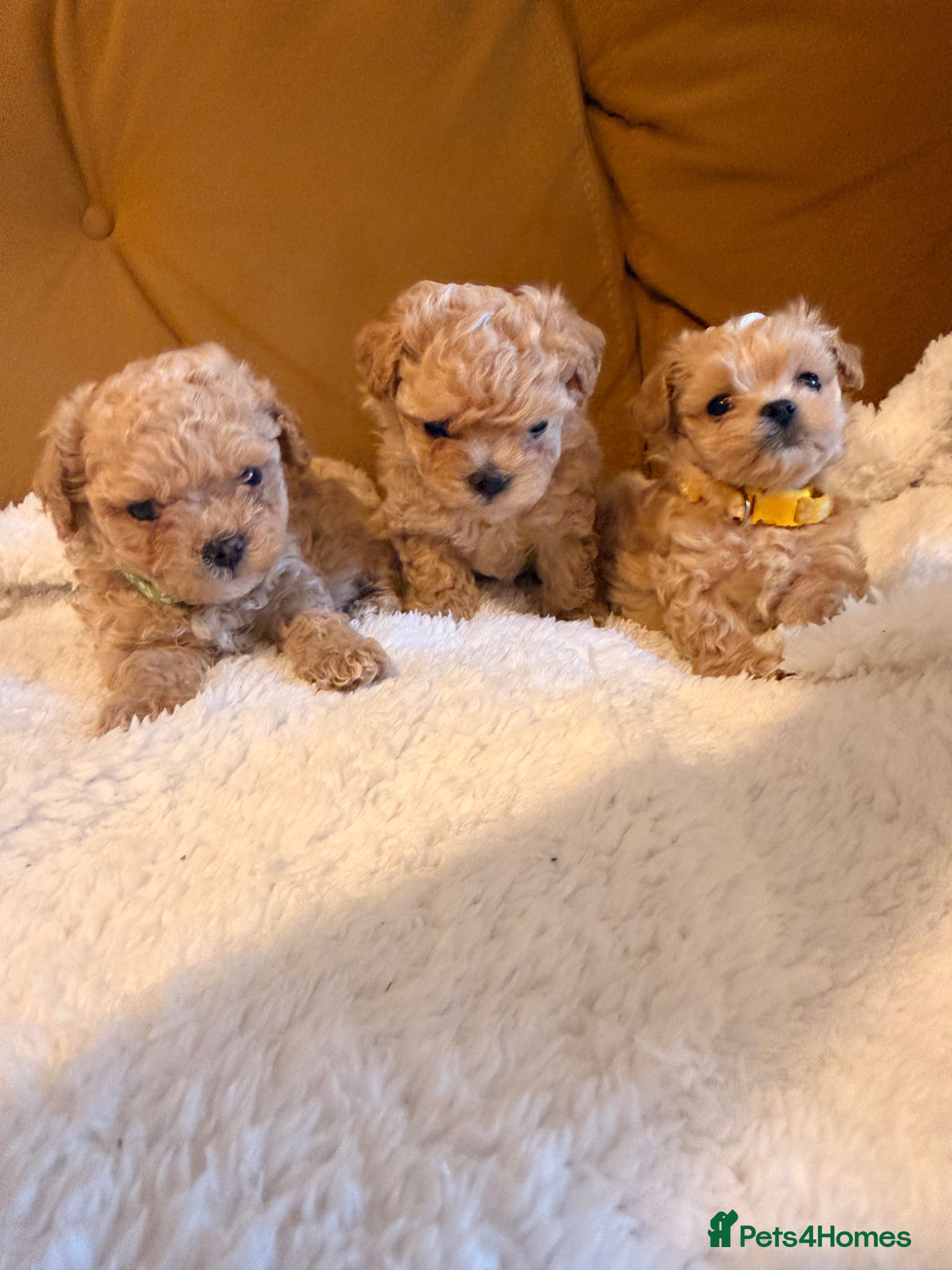 Maltipoo dogs 🧡🤎Beautiful F1 litter of Mini Mini Matipoo 🧡🤎 - Advert 5