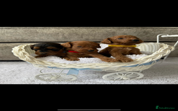 Cockapoo dogs for sale: 🌟 Reserved 🌟 - Image 4