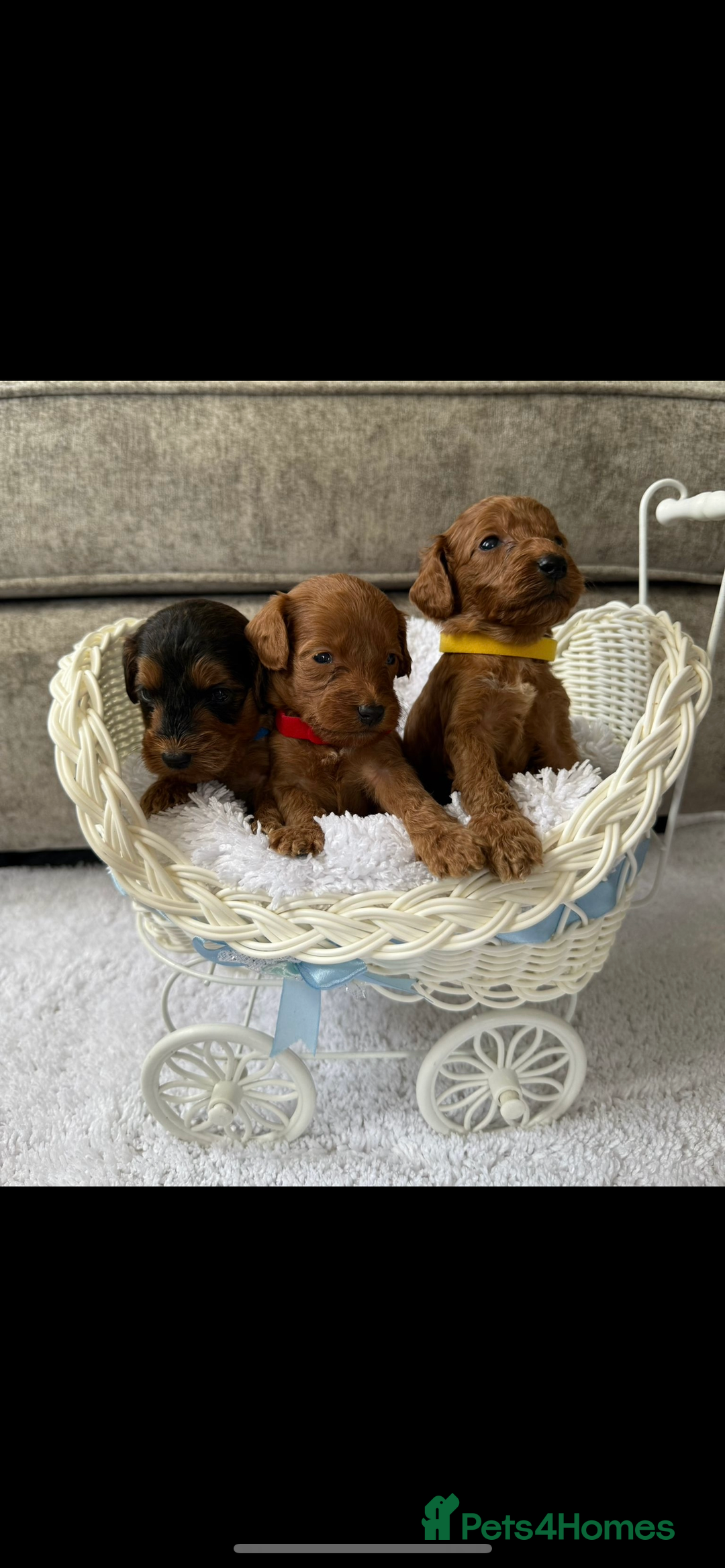 Cockapoo dogs for sale: 🌟 Reserved 🌟 - Image 4