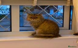 Mixed Breed cats for sale: Chinchilla x Persian female  - Image 2