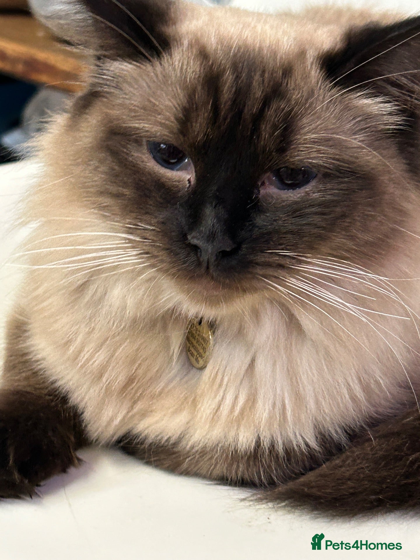 Ragdoll cats Stunning fluffy pure ragdoll kittens ready 13/10 - Advert 2