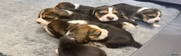 Beagle dogs for sale: KC registered stunning Beagle - Advert 1