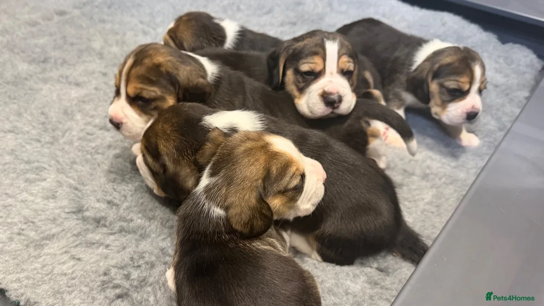 Beagle dogs for sale: KC registered stunning Beagle - Advert 1