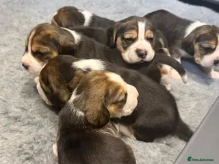 Beagle dogs KC registered stunning Beagle - Advert 3