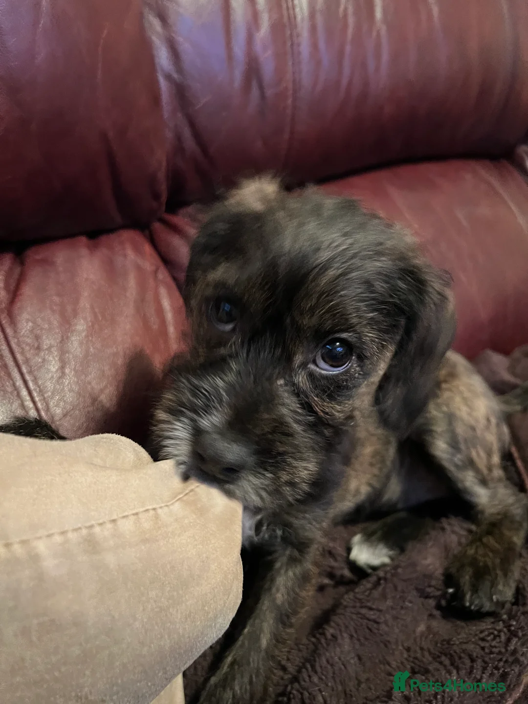 Cockapoo dogs for sale: Coco the cocker poo puppy  in Leeds - Advert 3