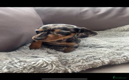 Dachshund dogs for sale: READY to leave dachshund puppy’s for sale  - Image 14