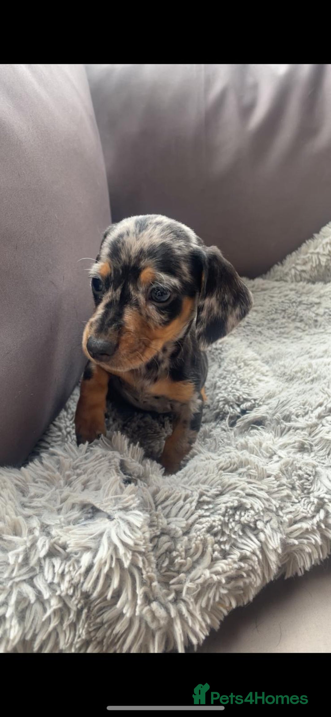 Dachshund dogs for sale: READY to leave dachshund puppy’s for sale  - Image 14