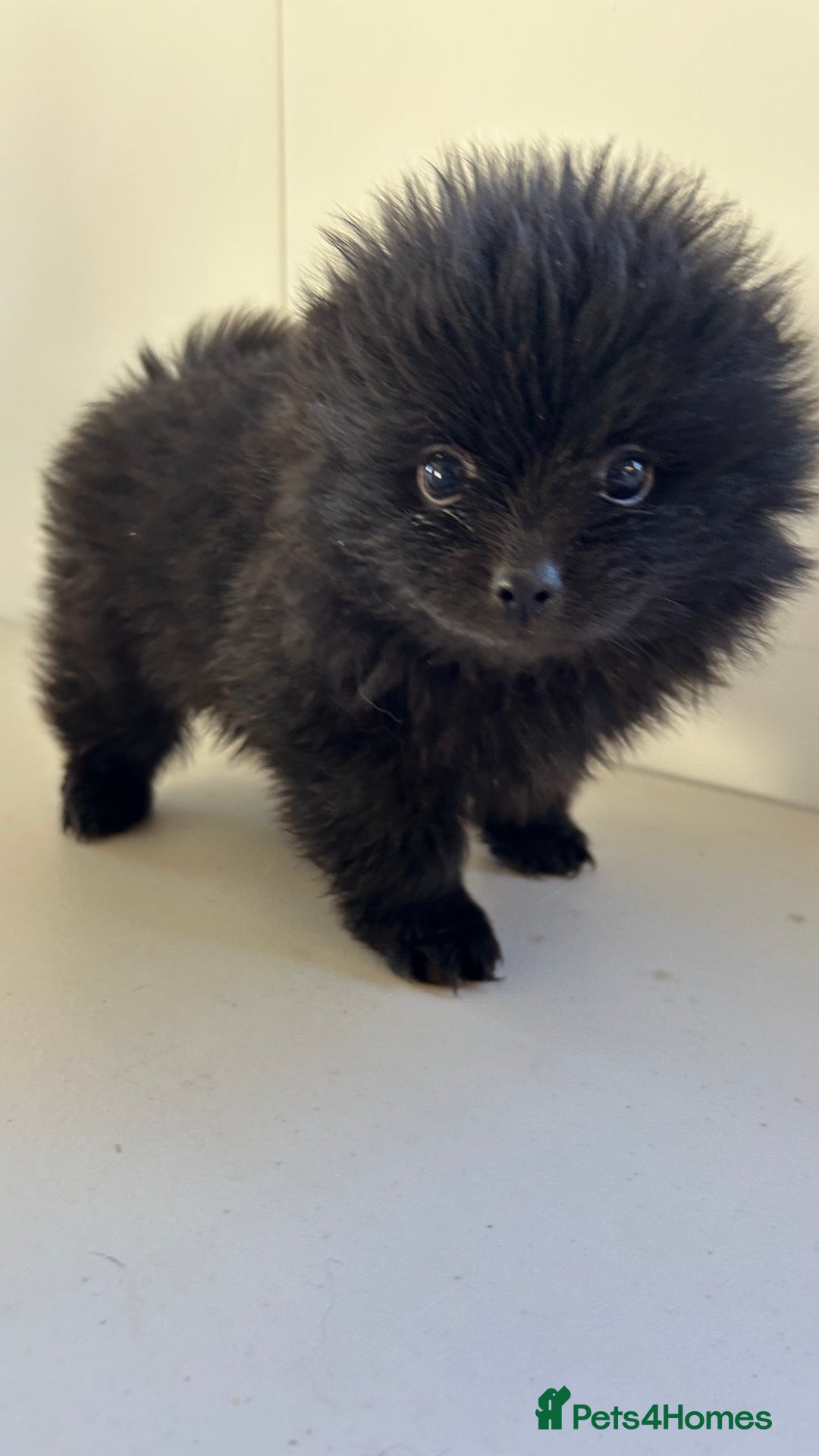 Pomeranian dogs for sale: Pomeranian puppies - Advert 2
