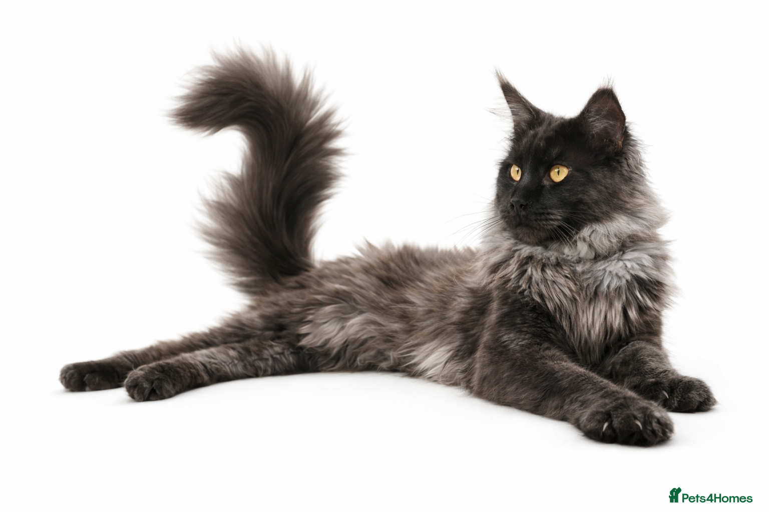 Maine Coon cats Health Tested MaineCoon BlackSmoke Stud Loki - Advert 16