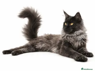 Maine Coon cats Health Tested MaineCoon BlackSmoke Stud Loki - Advert 16