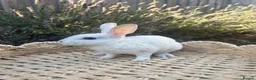 Rex rabbits for sale: Stunning mini Rex READY NOW 🫶🏻 - Advert 5