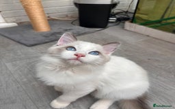 Ragdoll cats for sale: Male Ragdoll kittens - Image 10