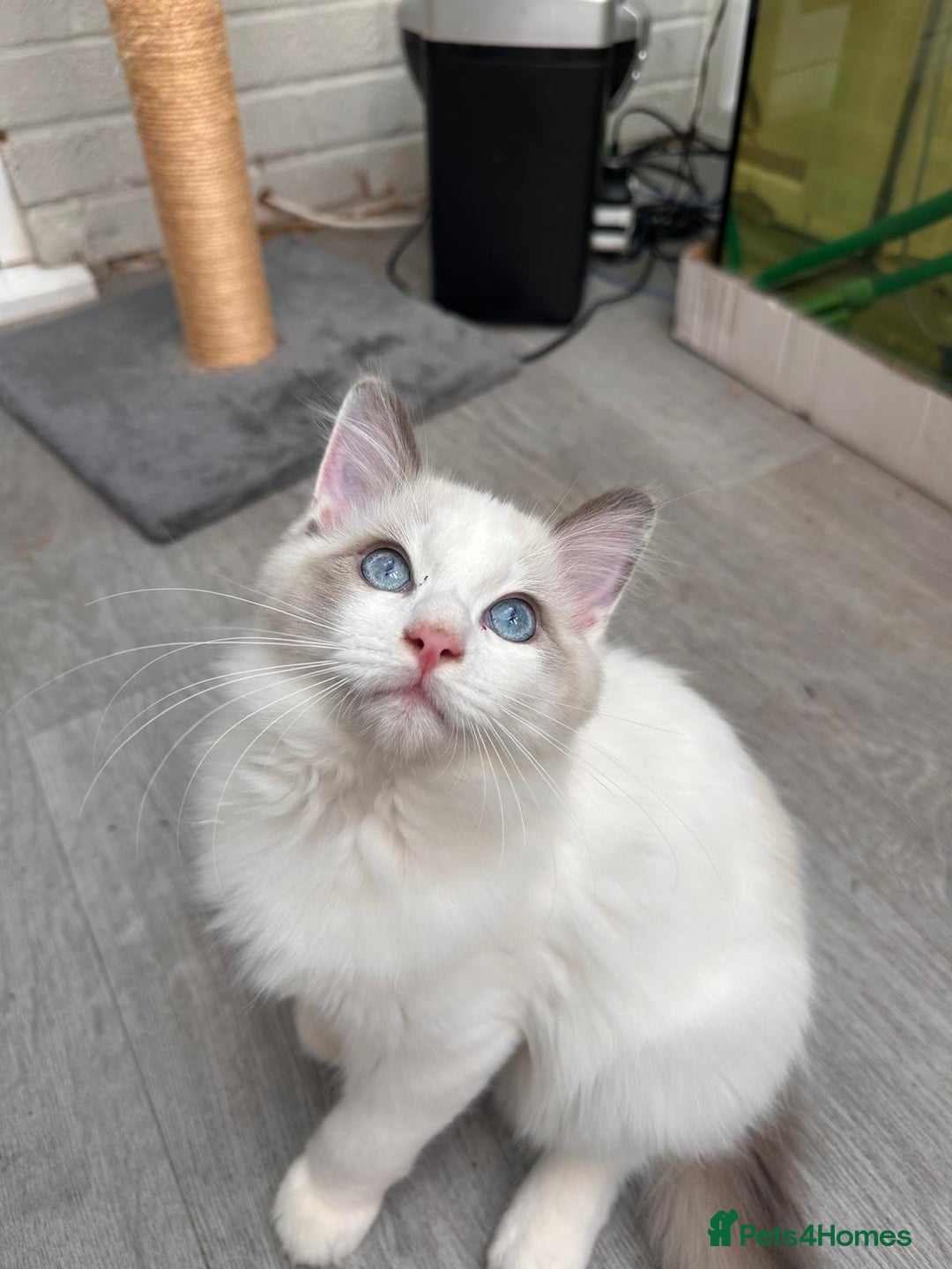 Ragdoll cats for sale: Male Ragdoll kittens - Image 10