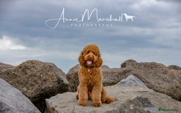 Mini Goldendoodle dogs for sale: F1 pups by POLICE Dog Trainer / Council Licensed  - Image 21