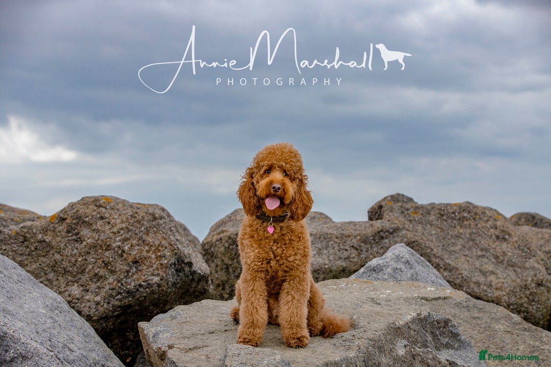 Mini Goldendoodle dogs for sale: F1 pups by POLICE Dog Trainer / Council Licensed  - Image 21