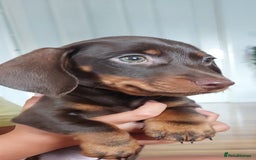Miniature Dachshund dogs for sale: Minature dachshund  - Image 6